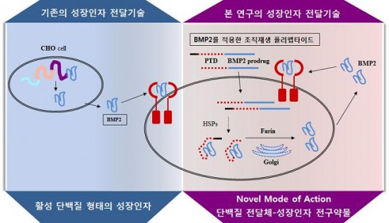 국내 연구진이 성장인자의 전구약물을 세포막을 잘 통과하는 전달체와 결합해 세포 내에 성장인자를 전달하는 기술을 개발했다. - 연세대 치대 제공